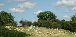 Schutzstatus für Hutungen bei Nonnenroth