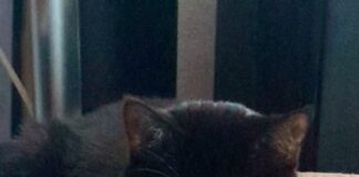 Katzenoma in großer Not!