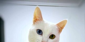 Ruth verliert ihr Zuhause! Zuhause gefunden!