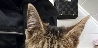 Die Not der heimatlosen Katzen!