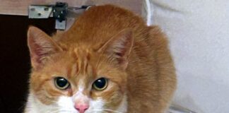 Kleine Katzenfamilie möchte Ihr Herz erobern!