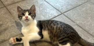 Katzenkinder auf der Suche nach lieben Menschen! Zuhause gefunden!