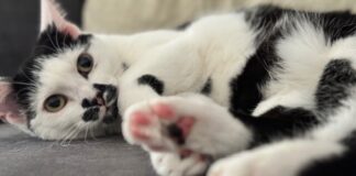 Der kleine Wanderpokal! Zuhause in Frankfurt gefunden!