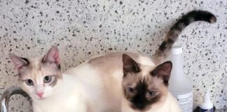 Ein Traum auf vier flinken Füßchen! Im Doppelpack nach Berlin gezogen!