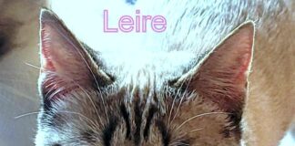 Wer verliebt sich in unseren Sonnenschein? Zuhause gefunden!