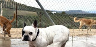 Pepa, die Qualzuchthündin!