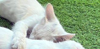 Zwei “Schneemännchen” suchen neuen Wirkungskreis! Vermittelt!