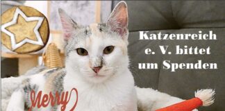 Weihnachtsaktion Katzenreich e.V.