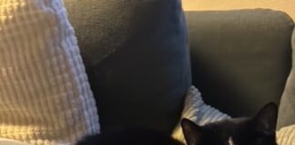 Menschen mit großem Herzen gesucht!