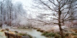 Letzter Raureif am Teich zwischen Annerod und Steinbach im Wald…