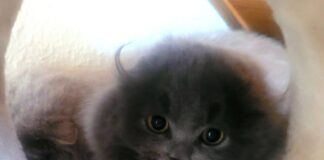 Eine unglaubliche und rätselhafte Geschichte!