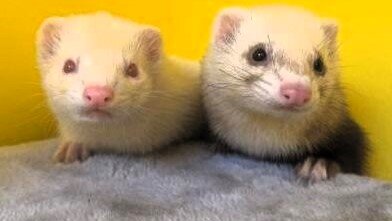 Cagney-Lacey-e1735826922587