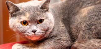 Prinzessin Pixie: Katzendame sucht ihr Königreich – VERMITTELT