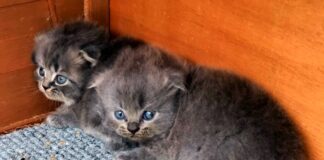 Der Egoismus der Menschen verursacht viel Tierleid!