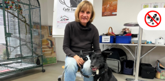 Petitionen: 1,9 Millionen Menschen fordern Böllerverbot