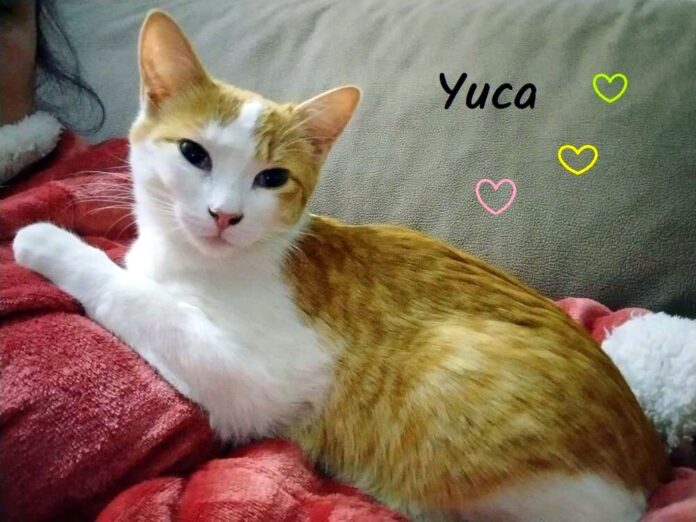 WhatsApp Image 2024-04-21 Yuca (1)-1