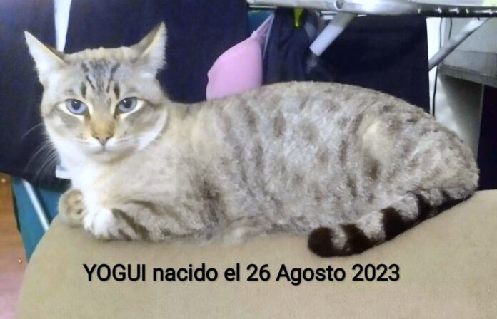 WhatsApp Image 2025-01-04 at 13.41.05-3