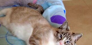 Ein kunterbunter Wurf! Zem hat ein Zuhause gefunden!