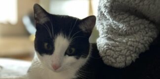 Katzen in Not! Glück gehabt, Zuhause gefunden!