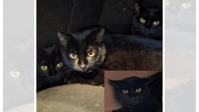 Kein Titel (1920 x 1080 px) (4)