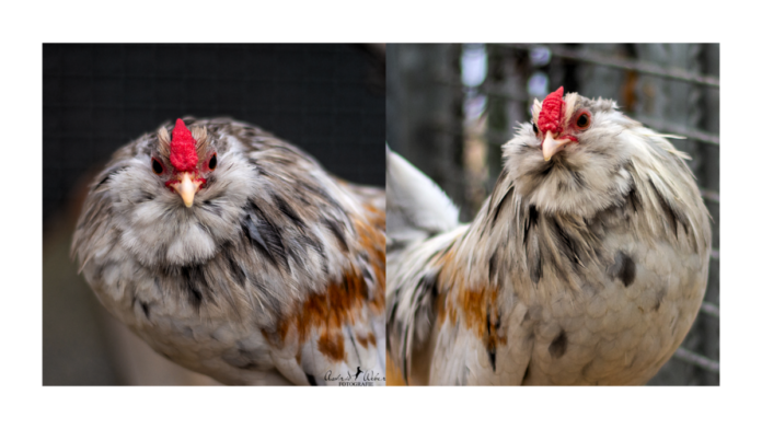 Kein Titel (1920 x 1080 px) (6)