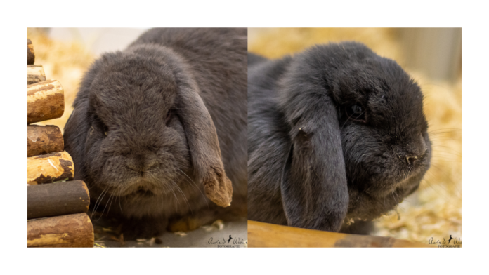 Kein Titel (1920 x 1080 px) (8)