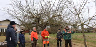 Baumschnittlehrgang beim Obstbau- und Kelterverein