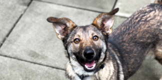 Neu im Tierheim: Die kluge und verspielte TORI – VERMITTELT