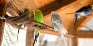 Ein Zuhause für FERRARI und Freunde: Wellensittiche suchen Schwarmanschluss – VERMITTELT