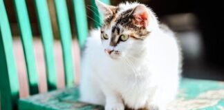 Publikumsliebling LUNA – VERMITTELT