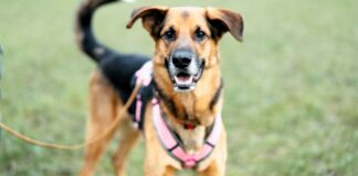 Pillow – Ein unsicherer Schäferhundmix auf der Suche nach einem sicheren Zuhause