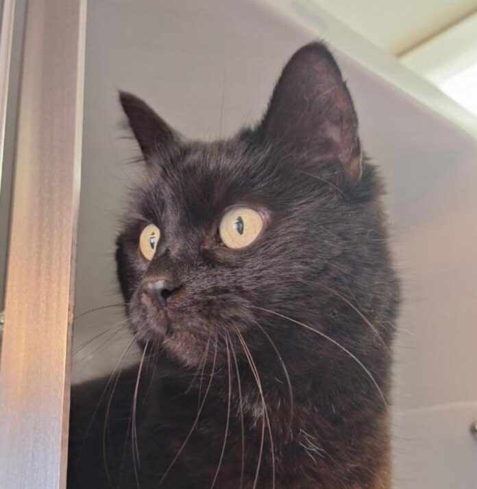 2025-04-15 Bild Katze Ella