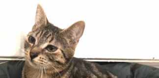 Not”fellchen” suchen Menschen zum Liebhaben! Nach Monaten der Suche nach dem richtigen Zuhause haben wir es gefunden! Nun sind sie zwei kleine Krofdorfer!