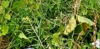 Schneeflöckchen auf Wohnungssuche!