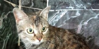 Wir suchen nette Familien für liebe Katzen!