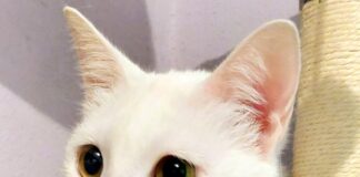 Alleine gelassen- Bianca! Zuhause vermittelt! Zuhause gefunden!