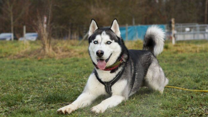 2025-05-01 Bild Hund Fire