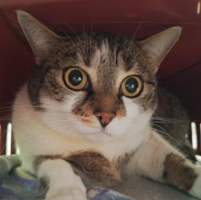 2025-05-01 Bild Katze Meggi