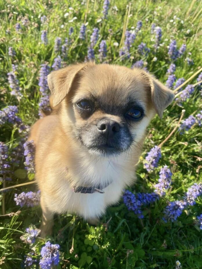 2025-05-05 Bild Hund Molly