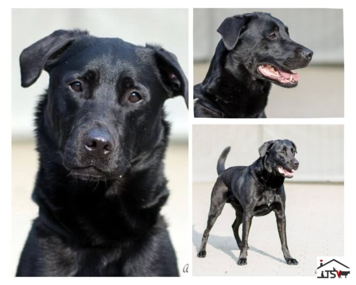 2025-05-08 Bild Collge Hund Jamie