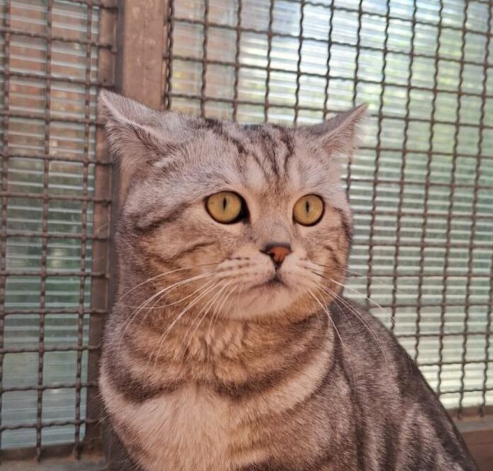 2025-05-12 Bild Katze Plato