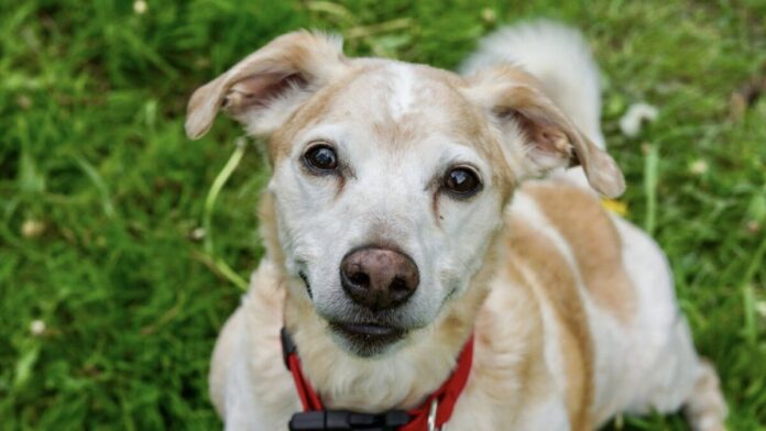 2025-05-15 Bild Hund Henry