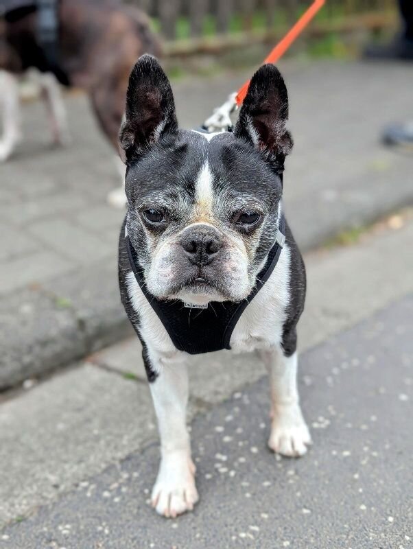 2025-05-15 Bild Hund Nobi