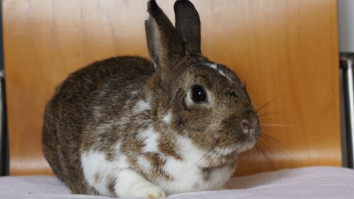2025-05-19 Bild Kaninchen Clumsy