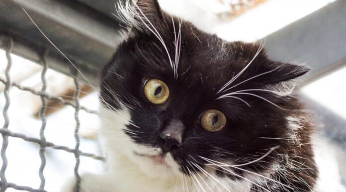 2025-05-19 Bild Katze Oleg