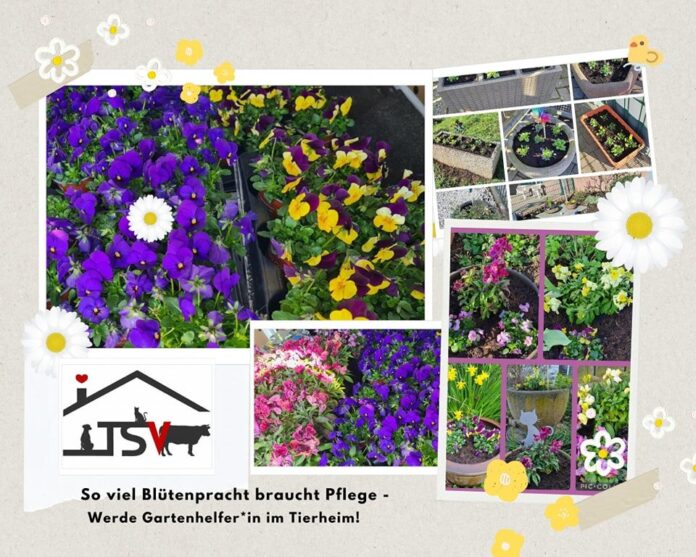 2025-05-22 Bild Gartenhelfer gesucht