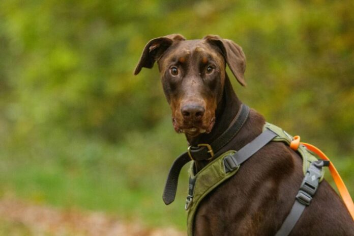 2025-05-22 Bild Hund Attila