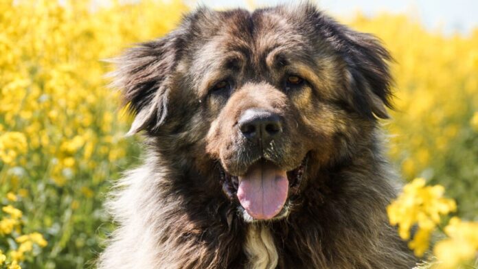 2025-05-29 Bild Hund Balu