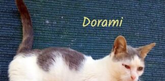 Zwei reizende Katzen möchten Ihr Herz erobern! Zuhause gefunden!