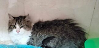 Zwei süße Schmuser! Sandro hat ein Zuhause gefunden. Romina wartet noch, sie mochte Sandro nicht mehr!